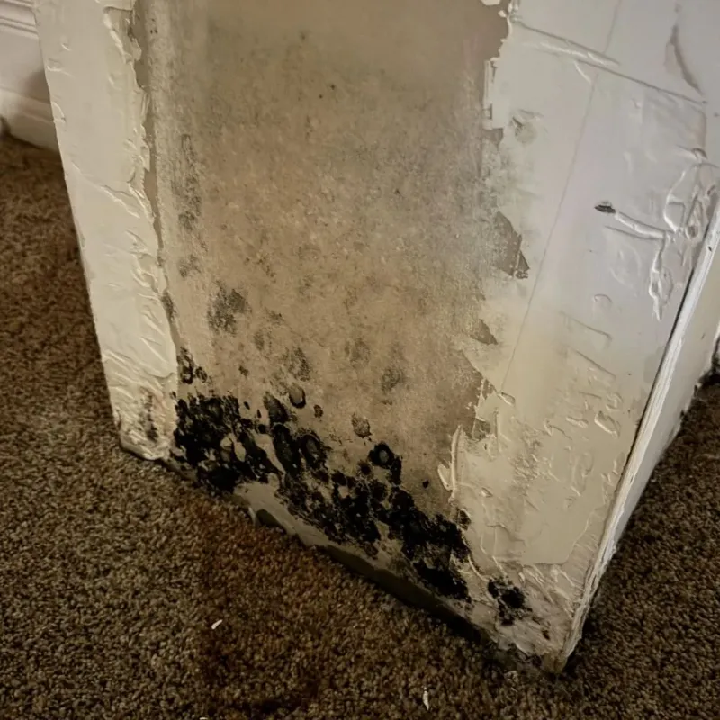 Professional Mold Removal in Des Moines County, IA